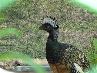 Progress with Reintroduction of Bare-faced Curassow